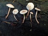 Cystolepiota seminuda image