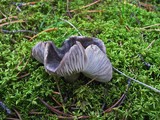 Tricholoma myomyces var. cystidiotum image