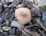 Echinoderma asperum image