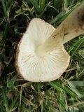 Echinoderma asperum image