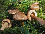 Tricholoma vaccinum image