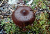 Cortinarius americanus image