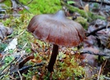 Cortinarius americanus image