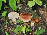 Tricholoma vaccinum image