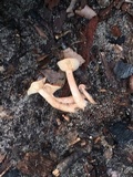 Lactarius camphoratus image