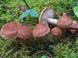 Tricholoma vaccinum image