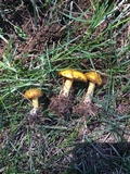Suillus americanus image