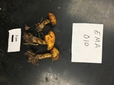 Suillus americanus image