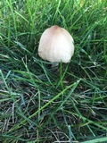 Marasmius nigrodiscus image