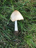 Marasmius nigrodiscus image