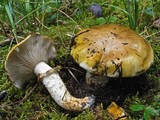 Tricholoma focale image