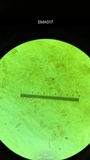 Tylopilus rubrobrunneus image