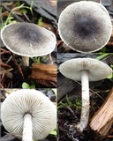 Lepiota griseovirens image