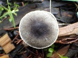 Lepiota griseovirens image