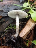 Lepiota griseovirens image