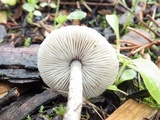 Lepiota griseovirens image