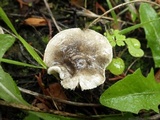 Lepiota griseovirens image
