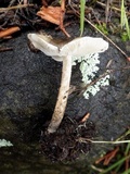 Lepiota griseovirens image