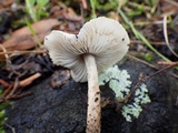 Lepiota griseovirens image