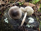 Lepiota griseovirens image