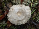 Entoloma undatum image