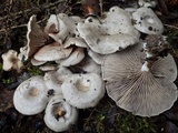 Entoloma undatum image