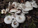 Entoloma undatum image