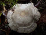 Entoloma undatum image