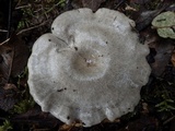 Entoloma undatum image