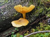 Tricholomopsis decora image