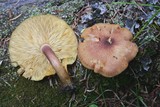 Tricholomopsis rutilans image