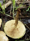 Pholiota alnicola var. alnicola image