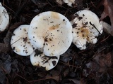 Hygrophorus sordidus image