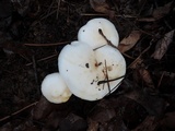 Hygrophorus sordidus image