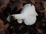 Hygrophorus sordidus image