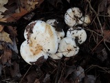 Hygrophorus sordidus image