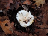 Hygrophorus sordidus image
