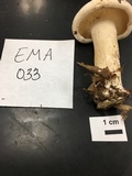Clitocybe subconnexa image