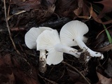 Hygrophorus roseobrunneus image