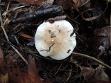 Hygrophorus roseobrunneus image