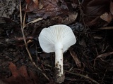 Hygrophorus roseobrunneus image