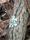 Parmotrema reticulatum image