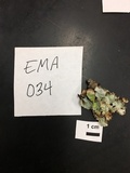 Parmotrema reticulatum image