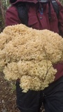 Sparassis crispa image