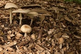 Agrocybe rivulosa image
