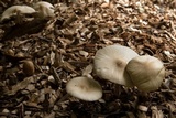 Agrocybe rivulosa image