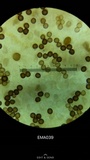 Strobilomyces confusus image