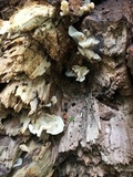Ductifera pululahuana image