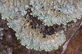 Flavoparmelia baltimorensis image