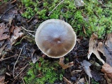 Hygrophorus camarophyllus image